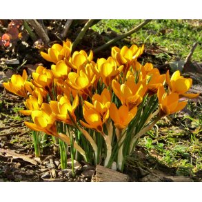 Krokus Goldilocks