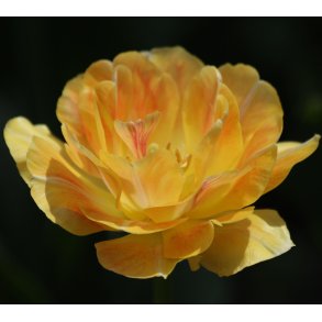 Tulipan Granny Award