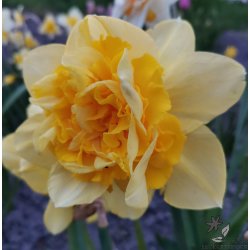 Dobbelt Pskelilje Great Leap