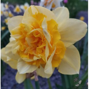 Dobbelt Pskelilje Great Leap