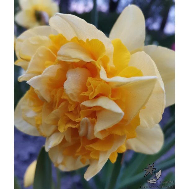 Dobbelt Pskelilje Great Leap