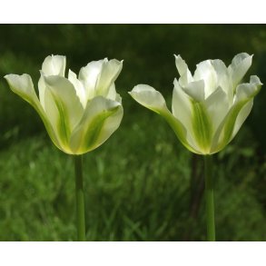 Tulipan Green Spirit