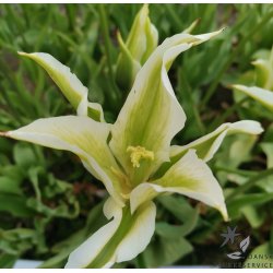 Tulipan Greenstar