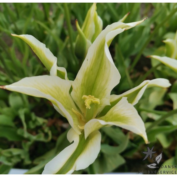 Tulipan Greenstar