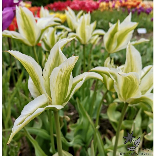 Tulipan Greenstar