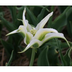 Tulipan Greenstar