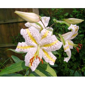 Lilium species Auratum