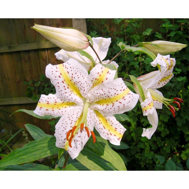 Lilium species Auratum