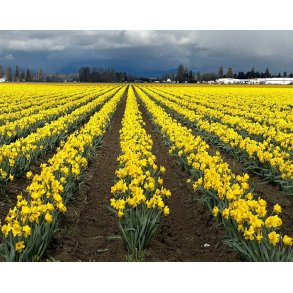 Gule P�skeliljer, 100 stk