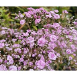 Fler�rig Brudesl�r, Flamingo