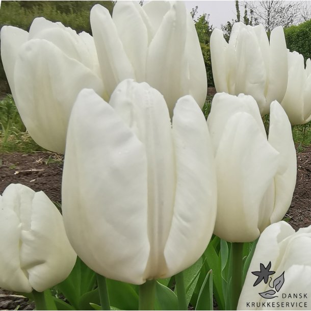 Tulipan Hakuun