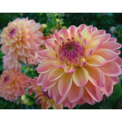 Dahlia Hapet Pastel
