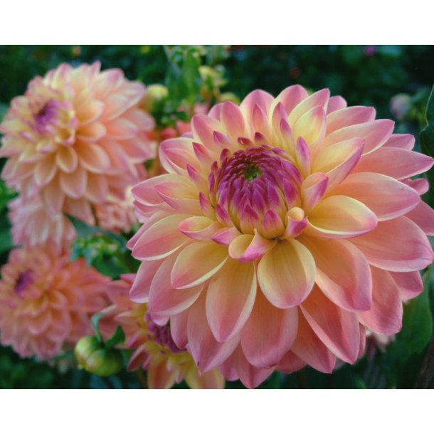 Dahlia Hapet Pastel