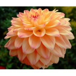 Dahlia Hapet Pastel