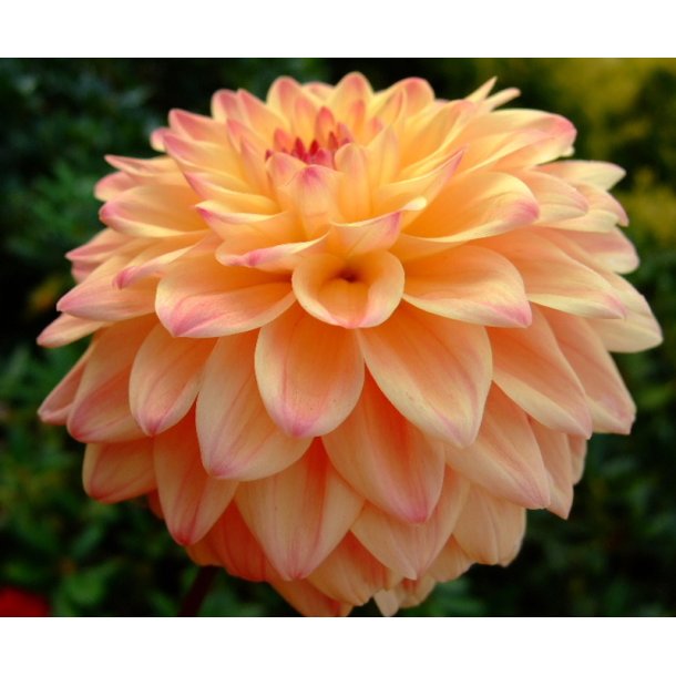 Dahlia Hapet Pastel