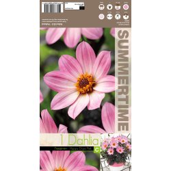 Dahlia Happy Days Pink