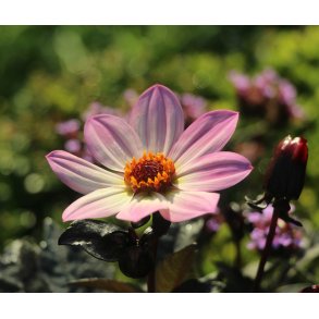 Dahlia Happy Days Pink
