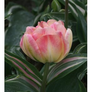 Tulipan Happy Upstar