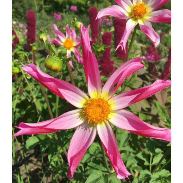 Dahlia Honka Pink