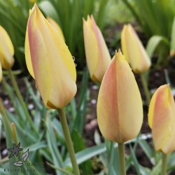 Botanisk Tulipan Honky Tonk