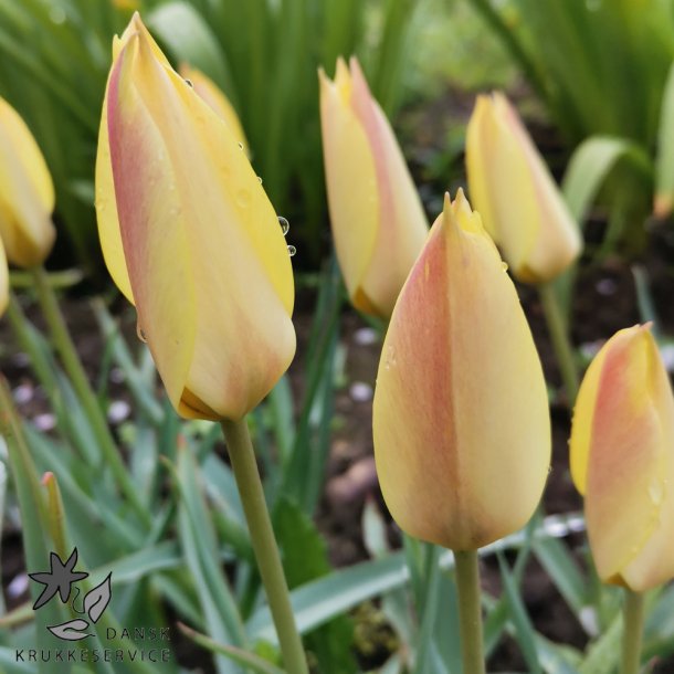 Botanisk Tulipan Honky Tonk