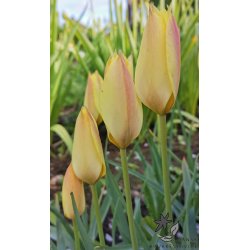 Botanisk Tulipan Honky Tonk