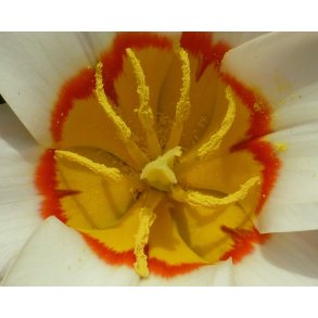Tulipan Hope
