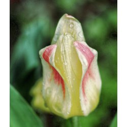 Tulipan Hope