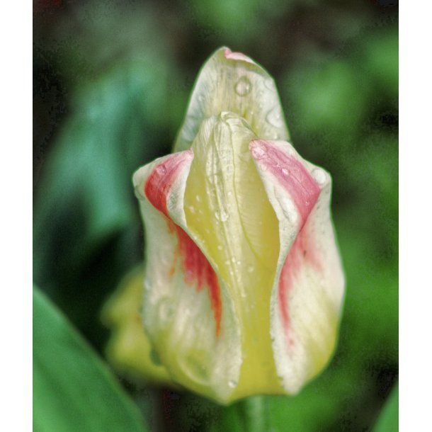Tulipan Hope