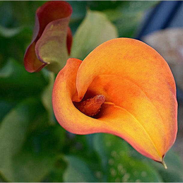Calla Hot Shot