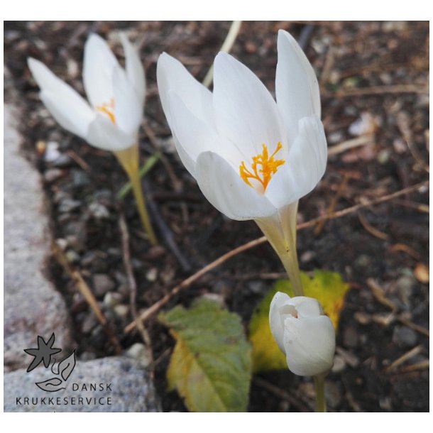 Efterrskrokus, Crocus Zephyr
