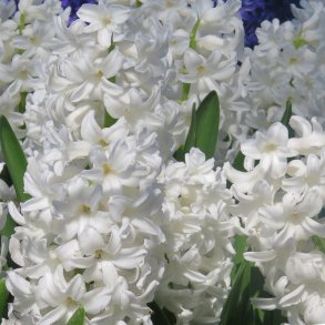 Hyacint Siberia