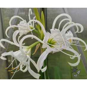 Hymenocallis festalis