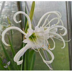 Hymenocallis festalis