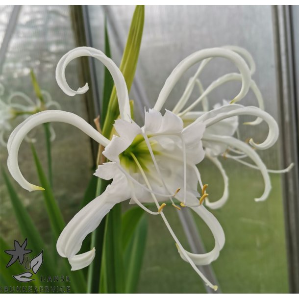 Hymenocallis festalis