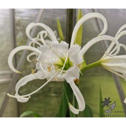 Hymenocallis festalis