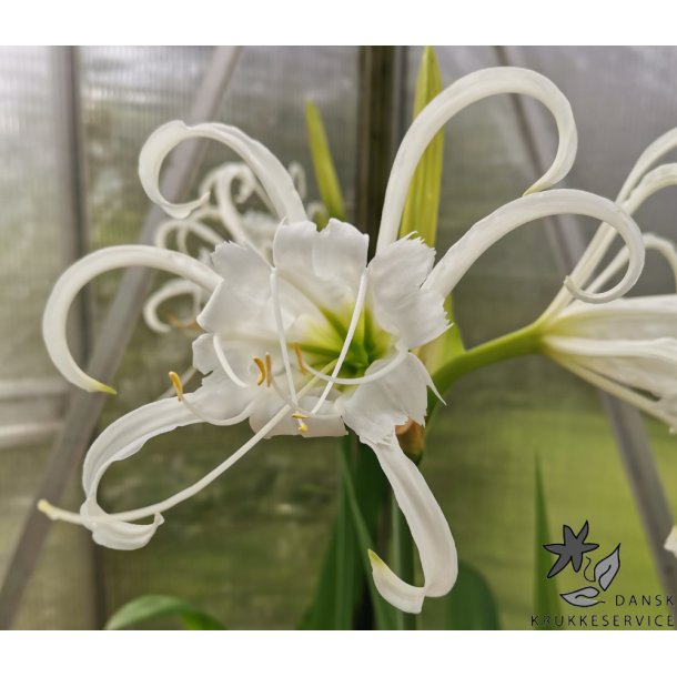 Hymenocallis festalis
