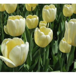 Tulipan Ivory Floradale