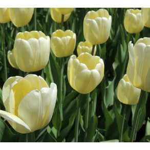 Tulipan Ivory Floradale