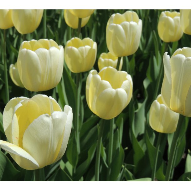 Tulipan Ivory Floradale