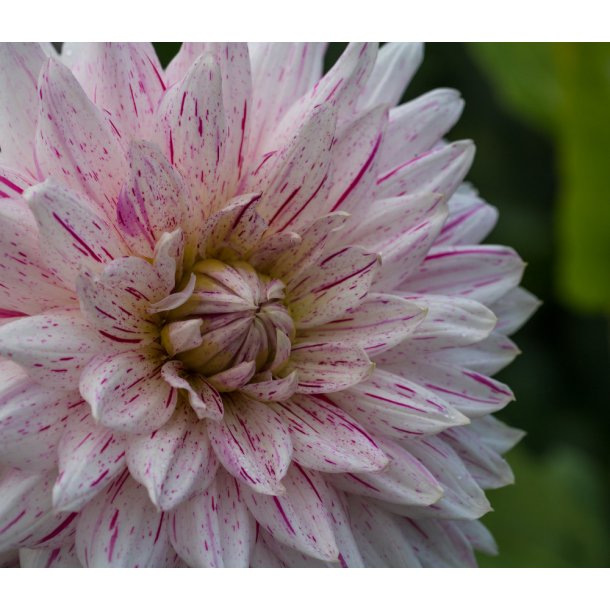 Dahlia Imagion