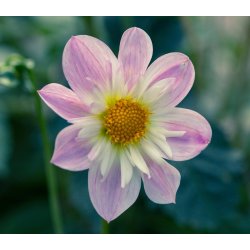 Dahlia Famoso