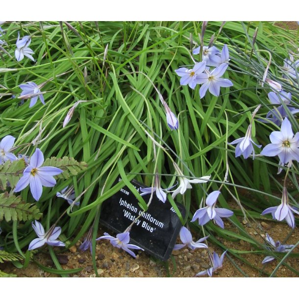 Ipheion Wisley Blue