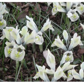 Iris Katharines Gold