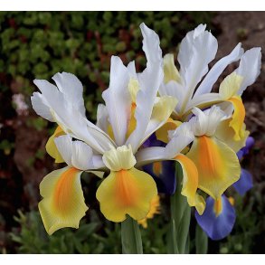 Hollandsk Iris, Montecito