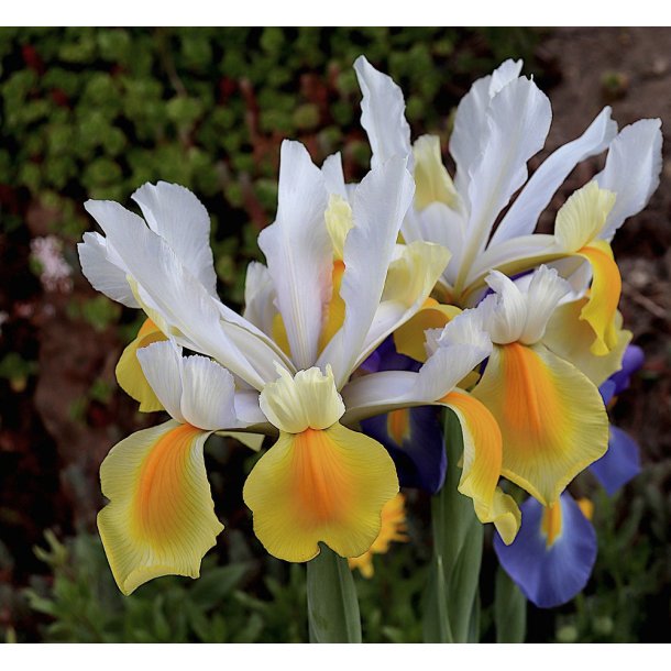 Hollandsk Iris, Montecito