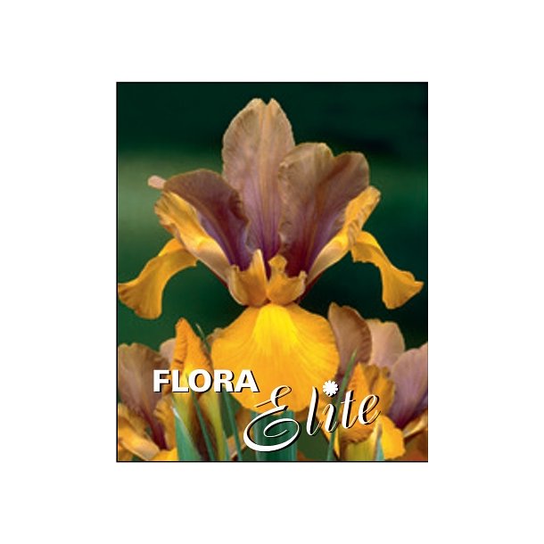 Hollandsk Iris, Bronze Perfection