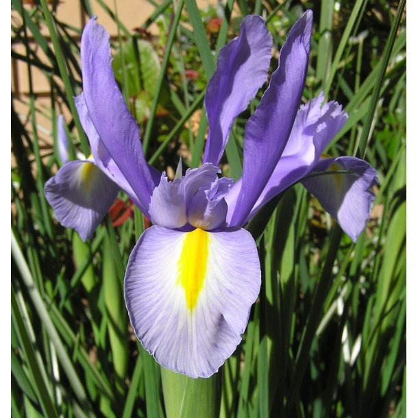 Hollandsk Iris, King Mauve