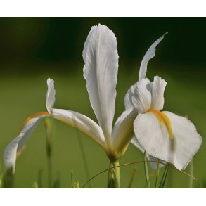Iris White Caucasus