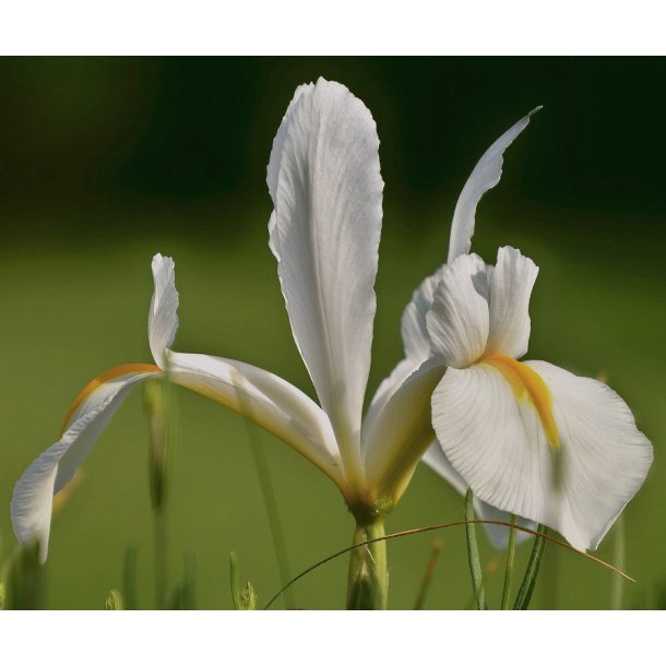 Iris White Caucasus